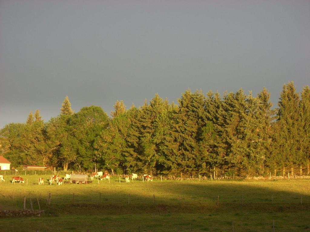 Les Roulottes De La Ferme Des Chanaux Saint-Julien-d'Ance Habitación foto
